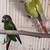 Green Cheek Conures 2 thumbnail
