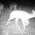 Whitetail & axis hunt! Harvest any 3! 70 acre! No hidden fee trophies 8 thumbnail