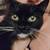 Loving Cat 2 thumbnail