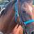 Beautiful Mare 1 thumbnail