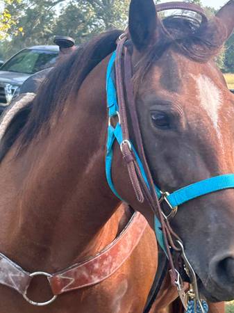 Beautiful Mare 1