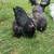 Chickens 3 thumbnail