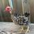 Mixed Bantam Chicks 3 thumbnail