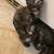 Calico Kittens 8 thumbnail