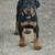 AKC Doberman Pinscher Puppies 3 thumbnail