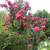 CRAPE MUTTLE FLOWERING  PLANT , PINK BLOOM , 10 YEARS OLD 1 thumbnail