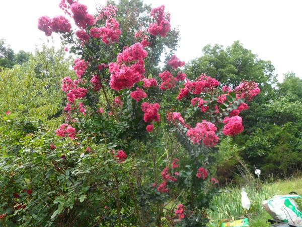 CRAPE MUTTLE FLOWERING  PLANT , PINK BLOOM , 10 YEARS OLD 1