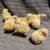 chicks 2 thumbnail