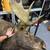 Moose Taxidermy Wall Mount Vintage Canadian Large 48"L x 36" Antler 5 thumbnail