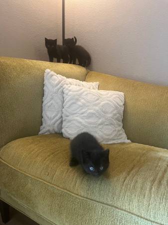 Kittens (Vancouver)63916449691779122