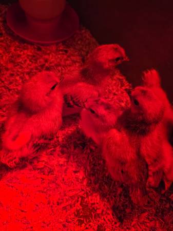 Chickens 1