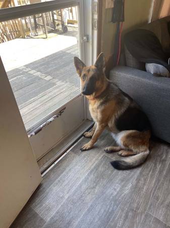Full blooded german shepherd (Mc Dermott)598533261125888002