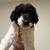 Goldendoodle puppy 4 thumbnail