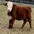 Micro Miniature Hereford Bull/Heifer/Cows=Cattle 7 thumbnail