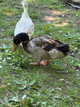 Ducks 1