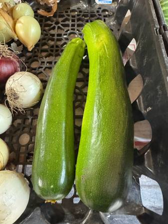 Zucchini 1