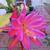 Epiphyllum 2 thumbnail