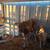 Cattle 3 thumbnail