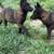 Belgian Malinois 4 thumbnail