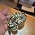 New ball python clutch ready to go 2 thumbnail