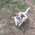 Two Great Farm Dogs in One - 1/2 Pyrenees;1/2 Blue Heeler 9 thumbnail