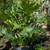 Philodendron 1 thumbnail