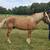 Draft-type Haflinger Horse 2 thumbnail