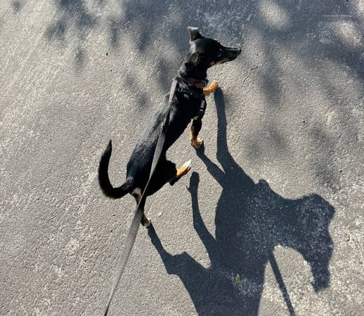 Meet Dexter- Loving, Energetic and Loyal 1.5 year old dog (san rafael)63941477902338122
