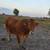 Bred Cows 8 thumbnail
