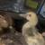 Muscovy Ducks 4 thumbnail