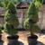 TREES  SHRUBS  HEDGES 2 thumbnail