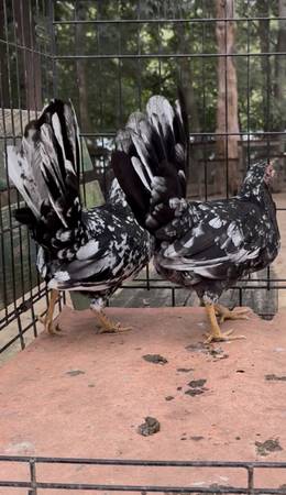 Spangled gamefowl 1