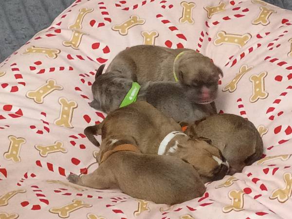 Bully/cane corso puppies 1