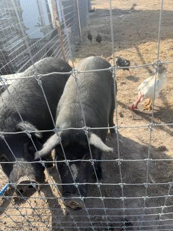 Mule foot boar 1