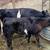 1/2 dexter 1/2 belted Galloway cross cow and heifer calf 1 thumbnail