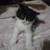 Half Himalayan/American Long Hair kittens 5 thumbnail