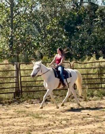 Safe gaited mare 1