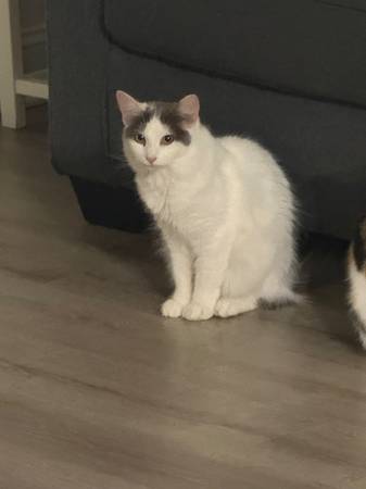 Kittens to a new home- Bella and Rain64146955766657122