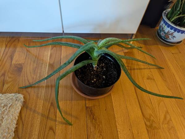 Aloe vera 1