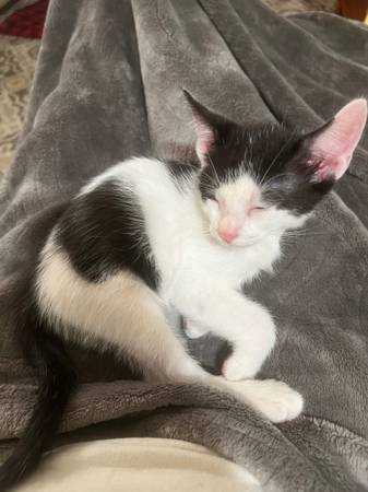 Kitten Gratis para buen hogar (Laurel MS)63611950665987120