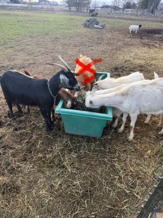 Goats 1