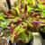 Coleus 'Folia Picasso ' House Plant 3 thumbnail
