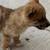 Corgi mix adoption (3) 1 thumbnail