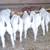 10 Boer Goat Doe Kids 5 thumbnail