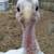 Turkey eggs - 4 pack 1 thumbnail