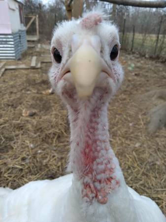 Turkey eggs - 4 pack 1