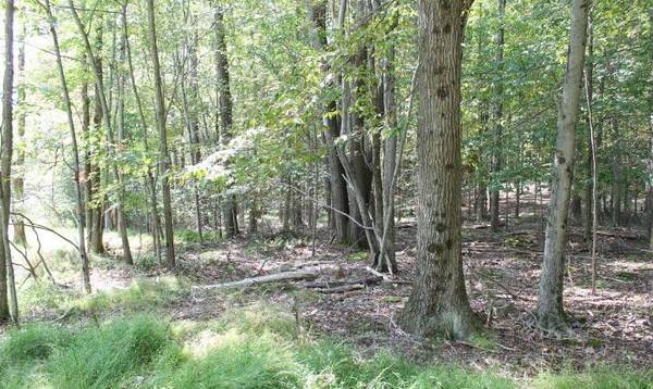 wooded lot 0.22 acres - arrowhead lake community 1