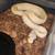 Ball python collection 10 thumbnail