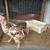Rare chickens / gamefowl 7 thumbnail