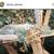 LARGE MALE IGUANA 1 thumbnail